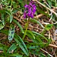 Orchis mascula