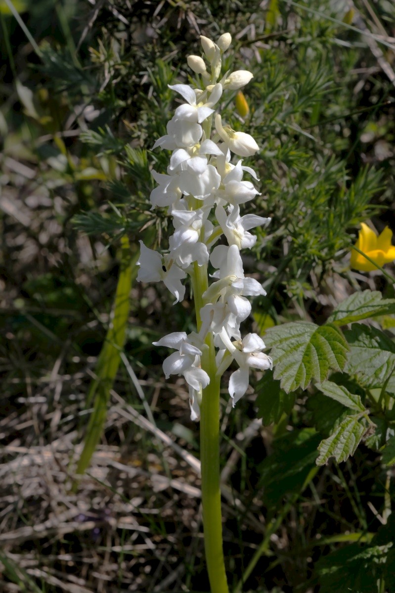 Orchis mascula - © Charles Hipkin