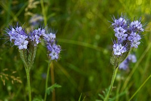 Boraginaceae (Hydrophyllaceae)