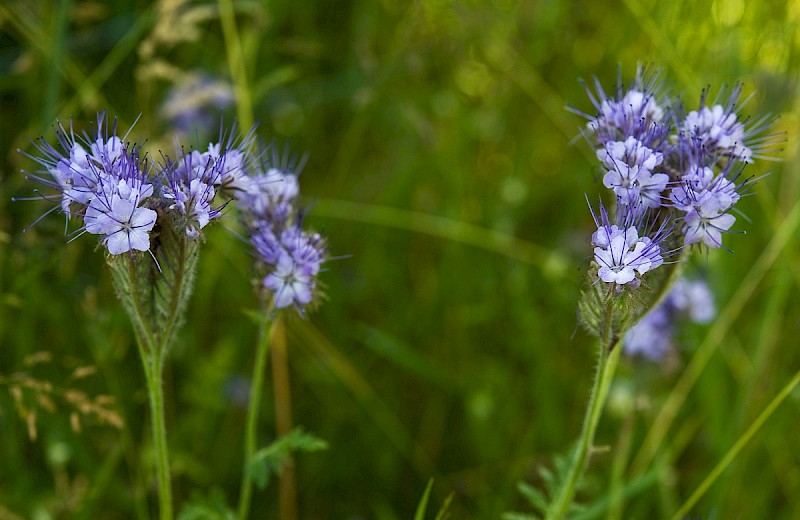 Phacelia tanacetifolia - © Charles Hipkin