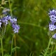 Phacelia tanacetifolia