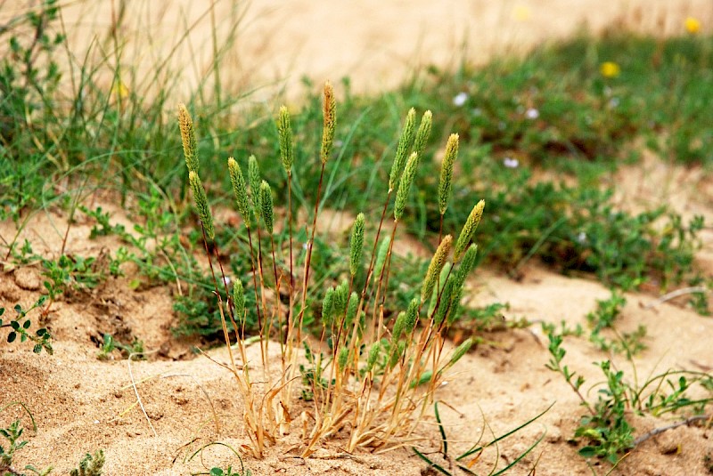 Phleum arenarium - © Charles Hipkin