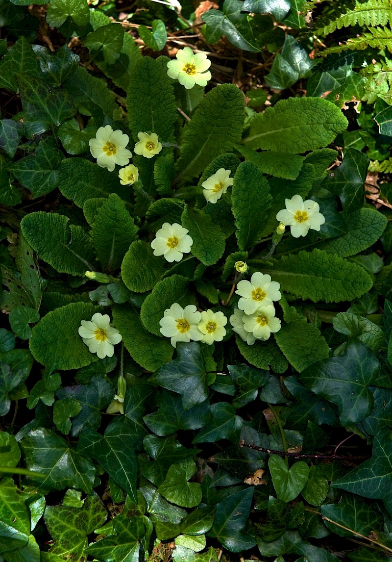 Primula vulgaris - © Charles Hipkin