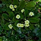 Primula vulgaris