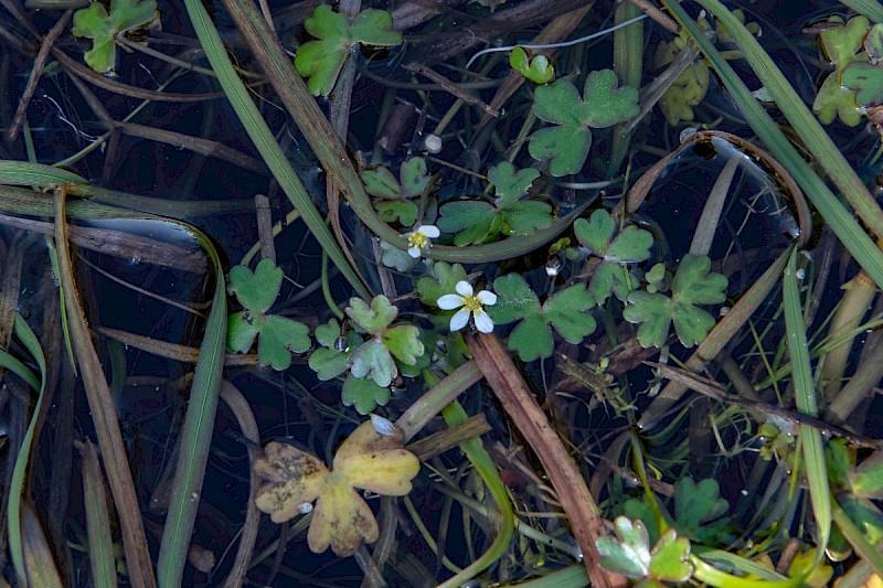 Ranunculus tripartitus - © Charles Hipkin