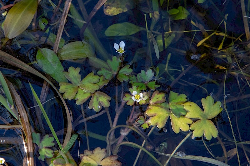 Ranunculus tripartitus - © Charles Hipkin