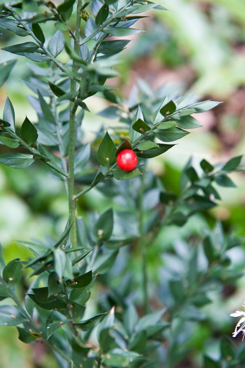 Ruscus aculeatus - © Charles Hipkin