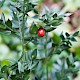 Ruscus aculeatus