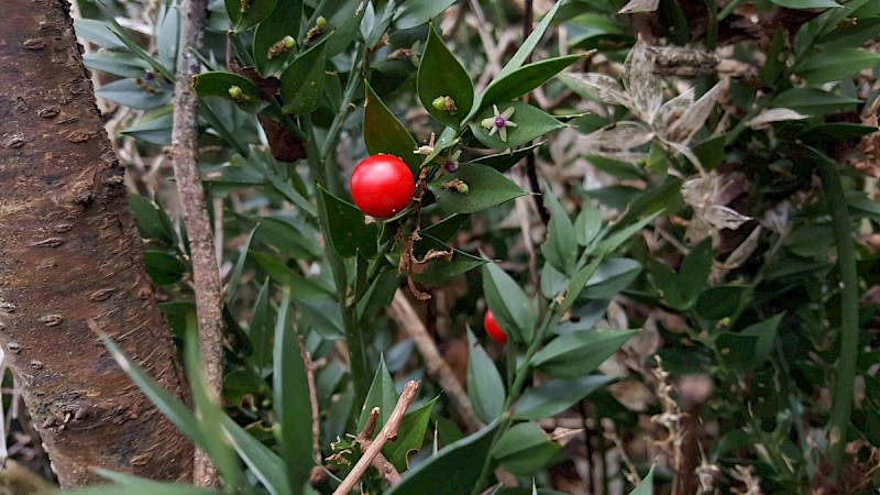 Ruscus aculeatus - © Barry Stewart