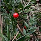 Ruscus aculeatus