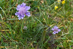 Scabiosa columbaria Small Scabious