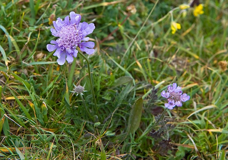 Scabiosa columbaria - © Charles Hipkin