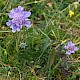 Scabiosa columbaria