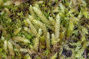 Scleropodium touretii Glass-wort Feather-moss