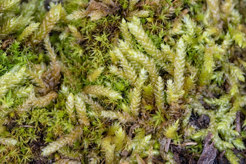 Scleropodium touretii - © Charles Hipkin