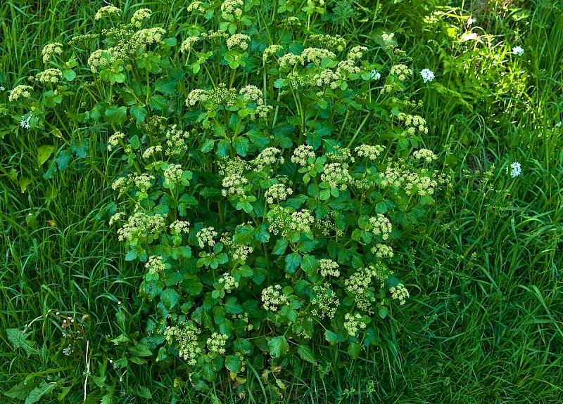 Smyrnium olusatrum - © Charles Hipkin