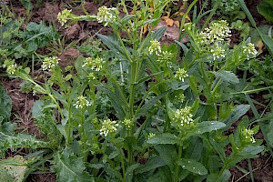 Thlaspi arvense Field Penny-cress