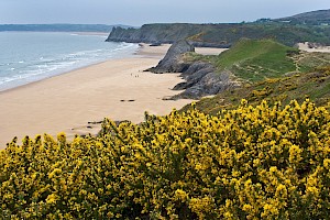 Ulex europaeus Gorse