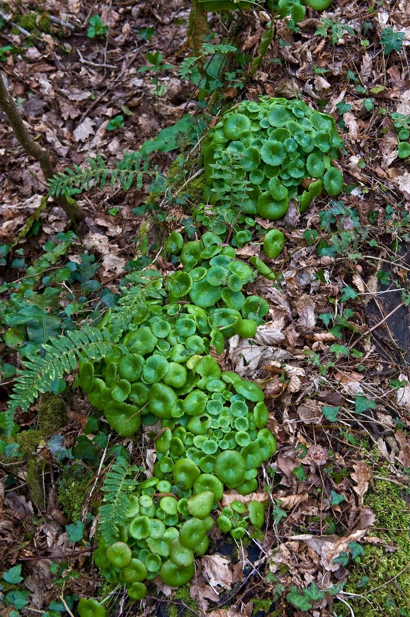 Umbilicus rupestris - © Charles Hipkin