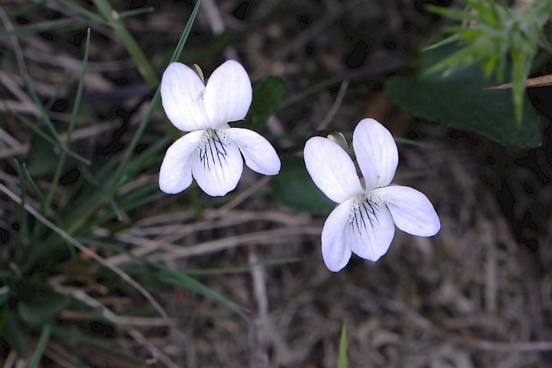 Viola lactea - © Charles Hipkin