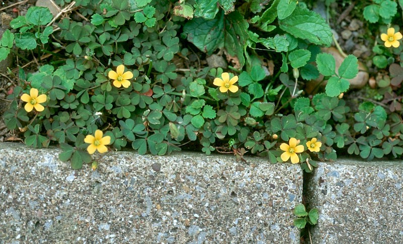 Oxalis corniculata - © Charles Hipkin