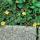 Oxalis corniculata