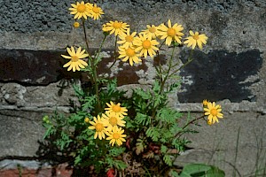 Senecio squalidus Oxford Ragwort