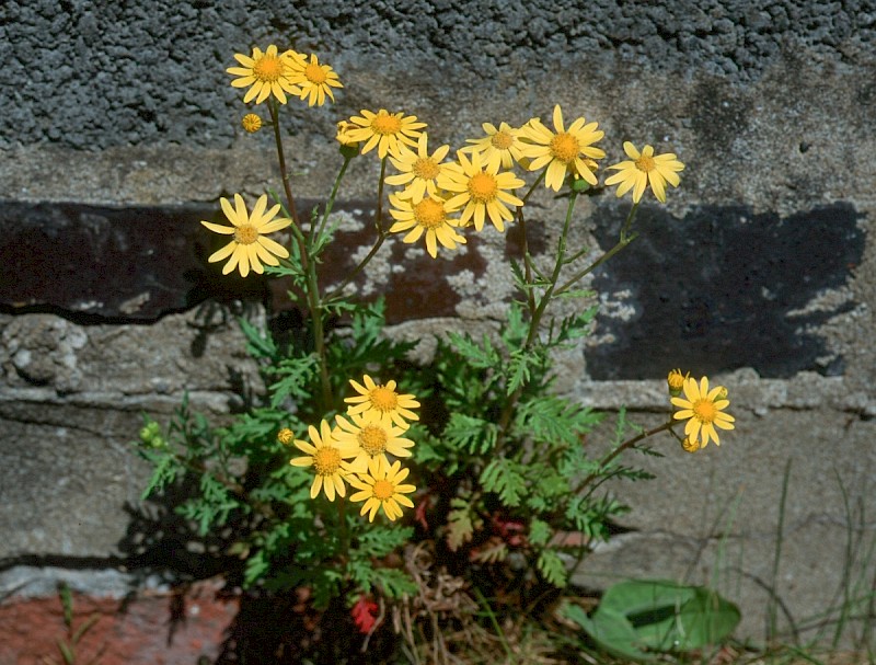 Senecio squalidus - © Charles Hipkin