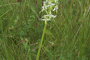 Platanthera bifolia Lesser Butterfly-orchid