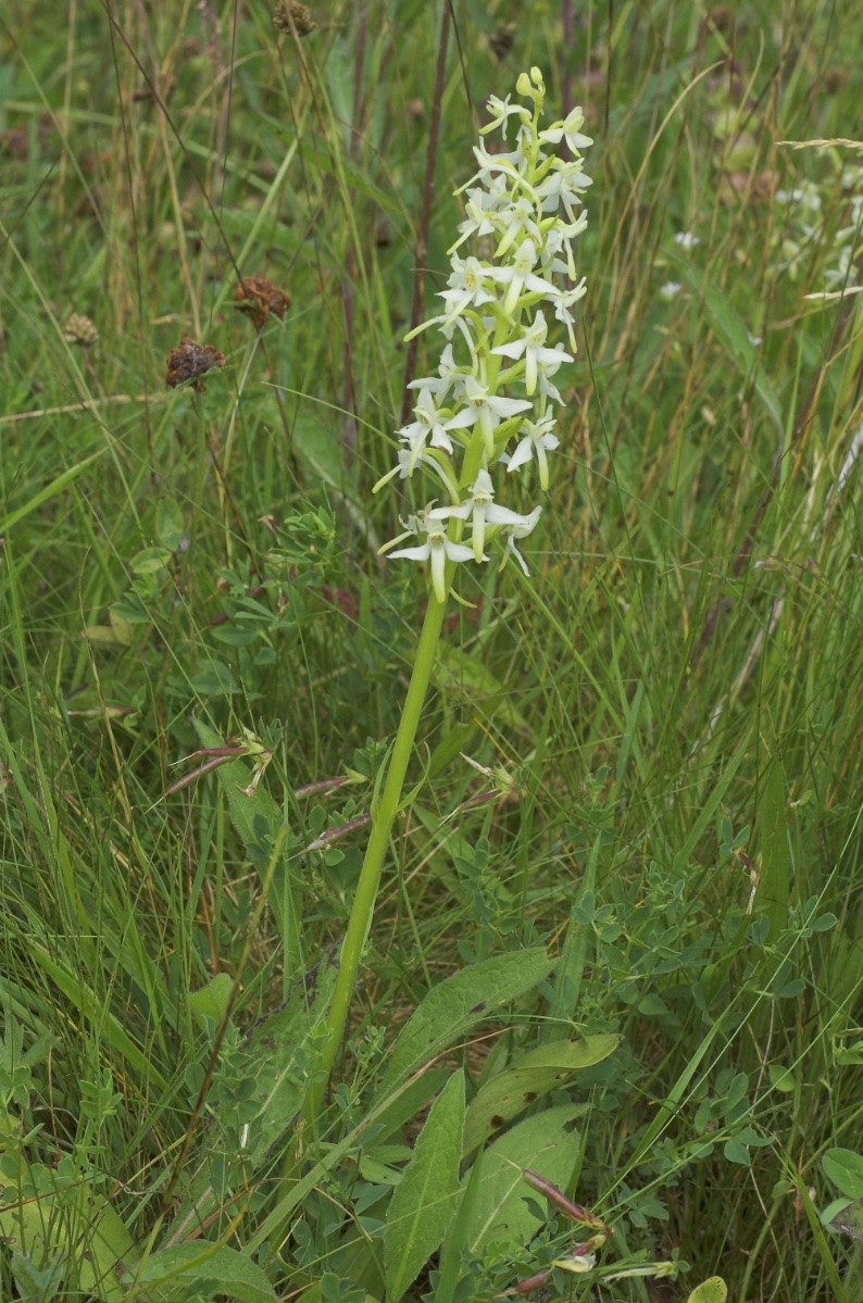 Platanthera bifolia - © Charles Hipkin