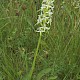 Platanthera bifolia