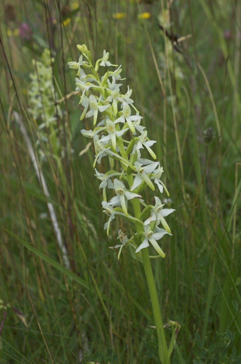 Platanthera bifolia - © Charles Hipkin