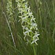 Platanthera bifolia