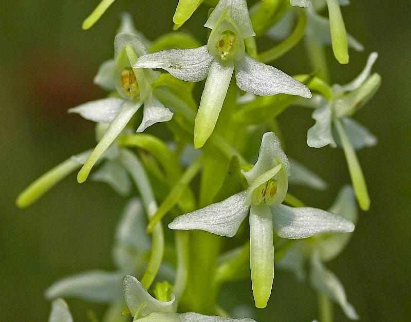 Platanthera bifolia - © Charles Hipkin