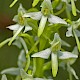 Platanthera bifolia