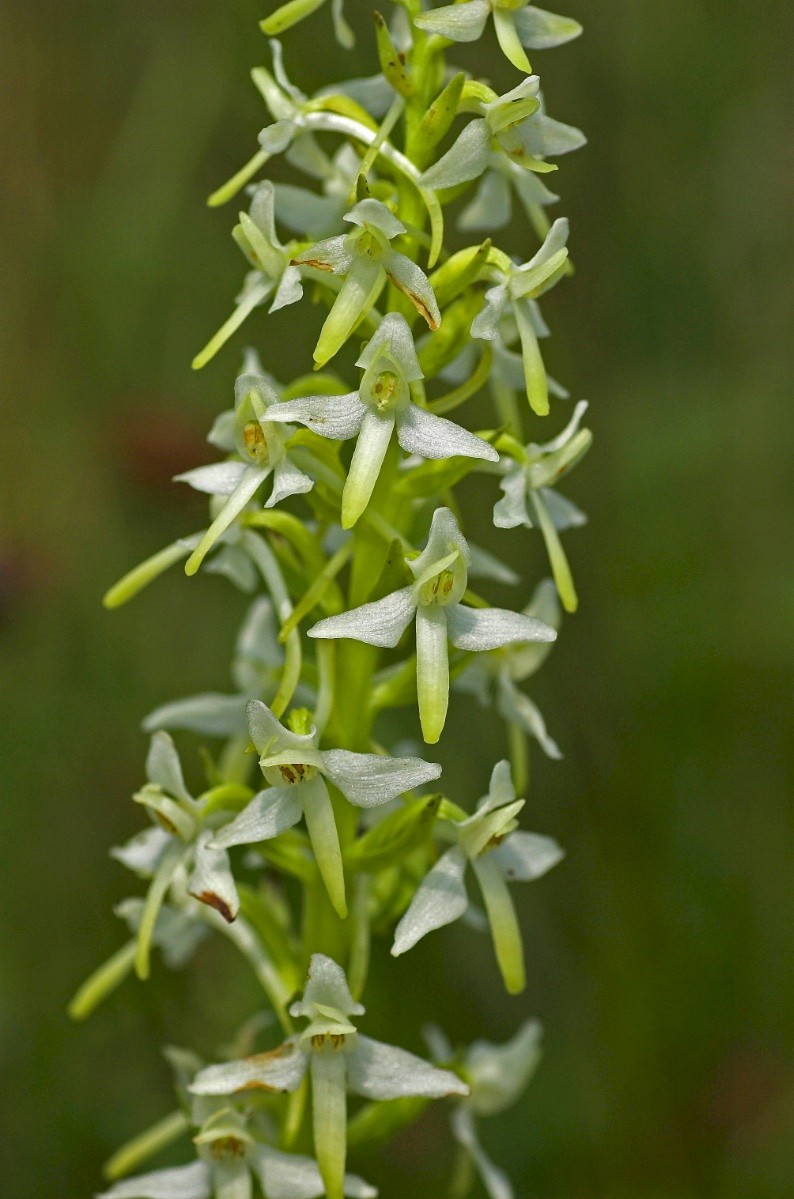 Platanthera bifolia - © Charles Hipkin