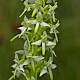 Platanthera bifolia