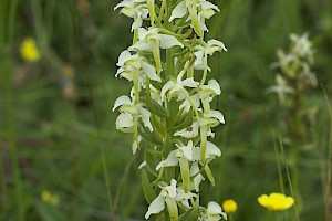 Platanthera chlorantha Greater Butterfly-orchid