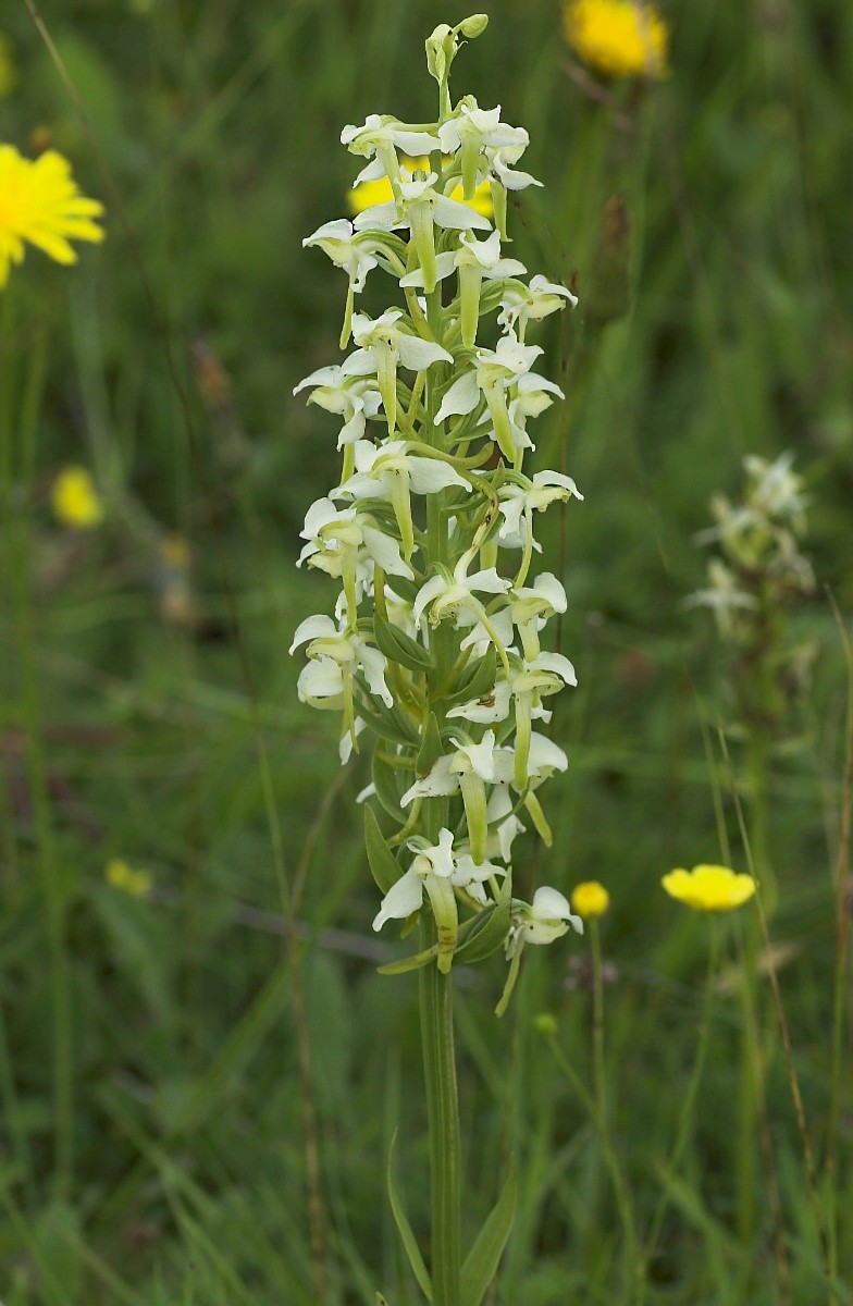 Platanthera chlorantha - © Charles Hipkin