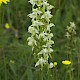 Platanthera chlorantha