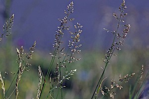 Poa compressa Flattened Meadow-grass