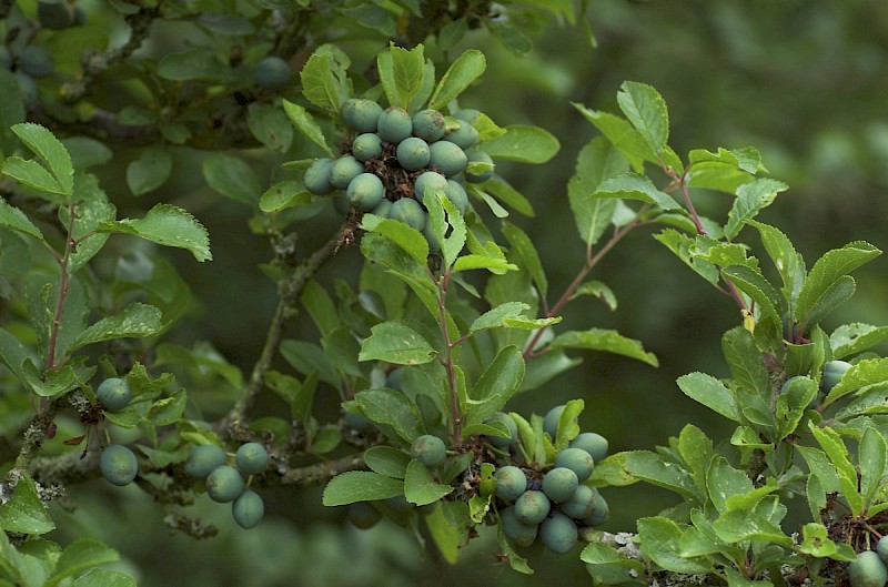 Prunus spinosa - © Charles Hipkin