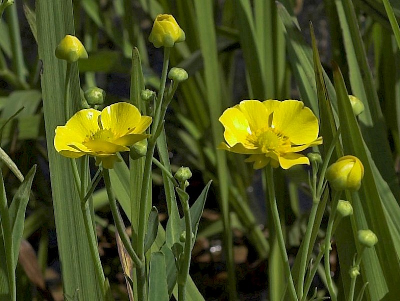 Ranunculus lingua - © Charles Hipkin