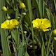 Ranunculus lingua