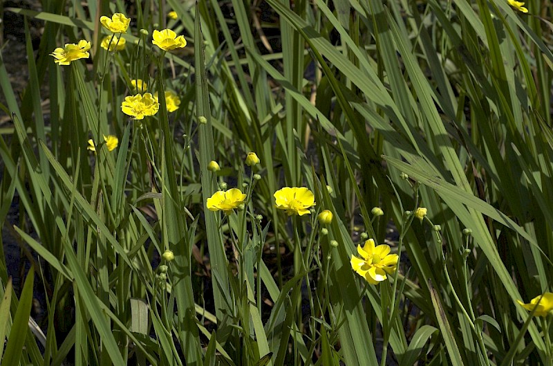 Ranunculus lingua - © Charles Hipkin