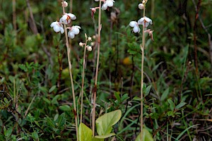 Pyrola rotundifolia subsp. maritima Round-leaved Wintergreen