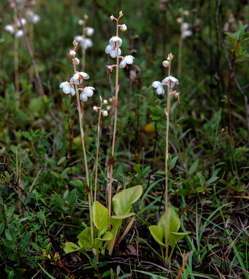 Pyrola rotundifolia subsp. maritima - © Charles Hipkin