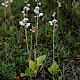 Pyrola rotundifolia subsp. maritima