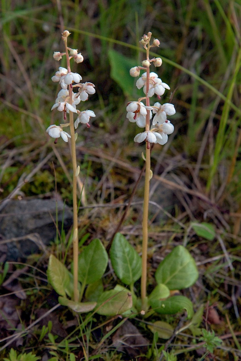 Pyrola rotundifolia subsp. maritima - © Charles Hipkin