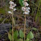 Pyrola rotundifolia subsp. maritima